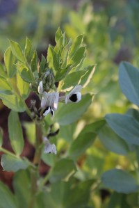 Photograph of a Fava Bean Bloom